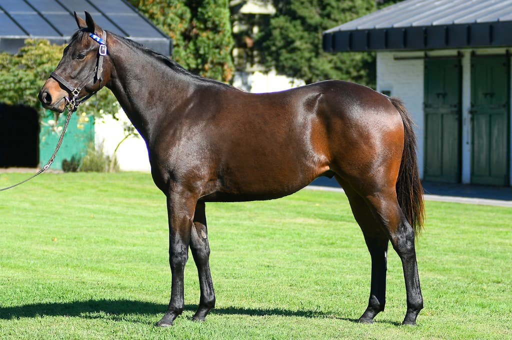 Caballo